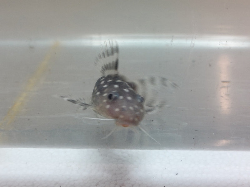 GREAT SYNODONTIS ANGELICUS CATFISH 2.25 TO 2.5 INCHES (Synodontis angelicus)