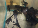 BEAUTIFUL BLACK ANGELFISH CICHLID SILVER DOLLAR BODY SIZE (Pterophyllum scalare)