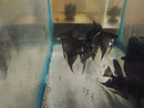 BEAUTIFUL BLACK ANGELFISH CICHLID SILVER DOLLAR BODY SIZE (Pterophyllum scalare)