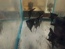 BEAUTIFUL BLACK ANGELFISH CICHLID SILVER DOLLAR BODY SIZE (Pterophyllum scalare)