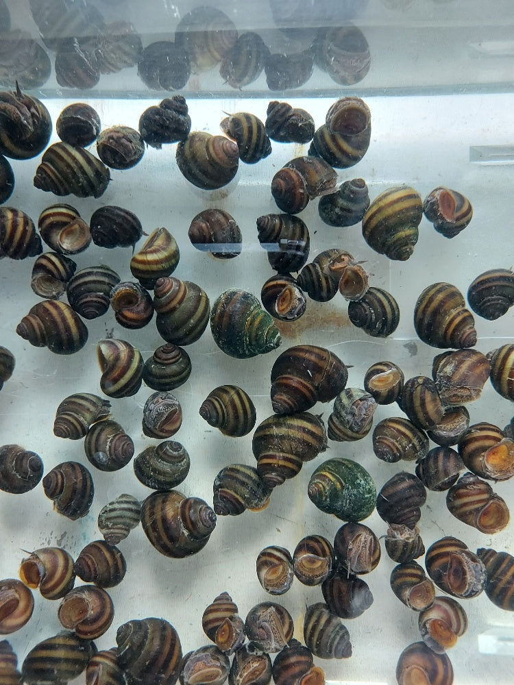 5 BEAUTIFUL TRAPDOOR SNAILS ALGAE EATER (Cipangopaludina sp)