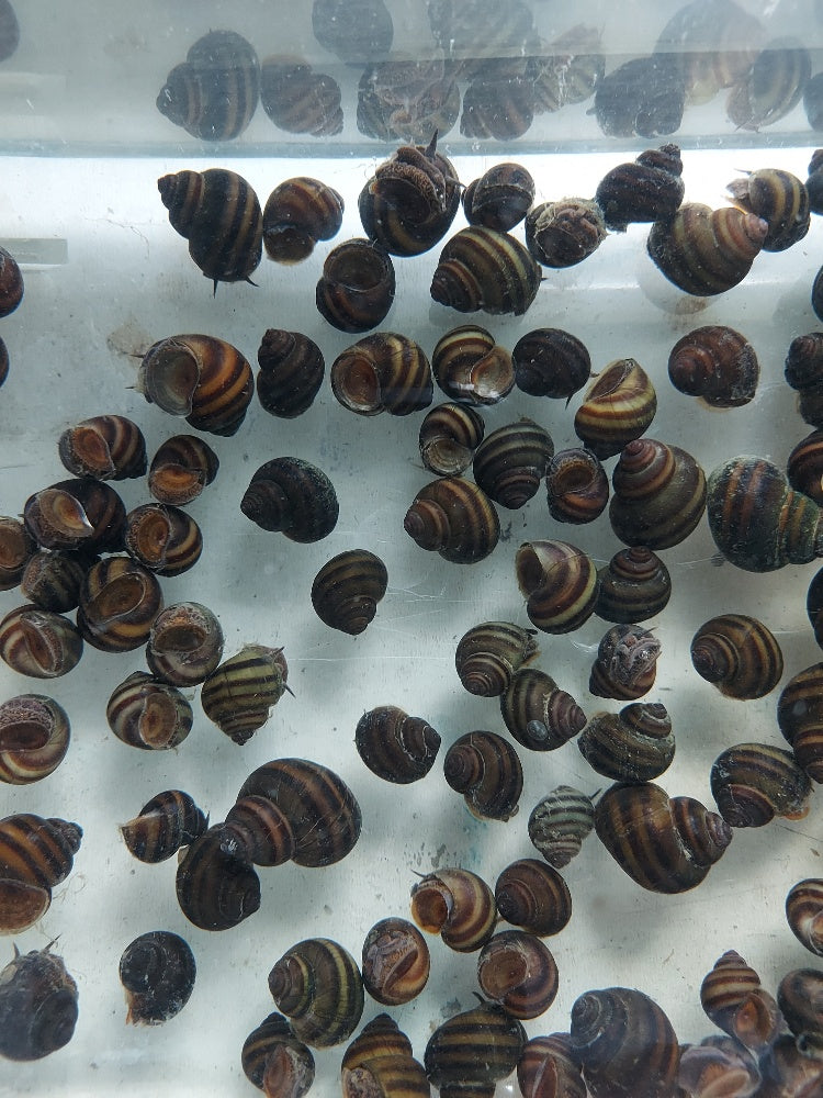 5 BEAUTIFUL TRAPDOOR SNAILS ALGAE EATER (Cipangopaludina sp)