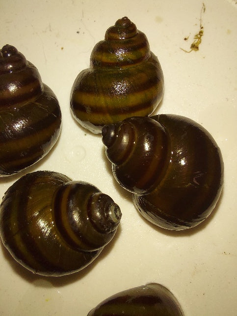 5 BEAUTIFUL TRAPDOOR SNAILS ALGAE EATER (Cipangopaludina sp)