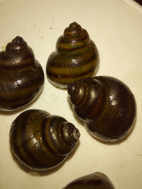 5 BEAUTIFUL TRAPDOOR SNAILS ALGAE EATER (Cipangopaludina sp)