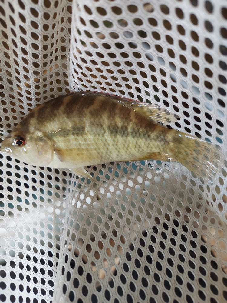 GREAT UMBEE CICHLID 2.75 TO 3 INCHES UNSEXED (Kronoheros umbriferus)