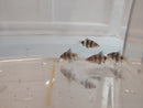 3 BEAUTIFUL BLACK RUBY BARBS UNSEXED (Pethia nigrofasciata)