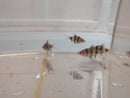 3 BEAUTIFUL BLACK RUBY BARBS UNSEXED (Pethia nigrofasciata)