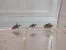 3 BEAUTIFUL BLACK RUBY BARBS UNSEXED (Pethia nigrofasciata)