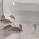 RED DRAGON FLOWERHORN CICHLID 2.5 to 3" UNSEXED