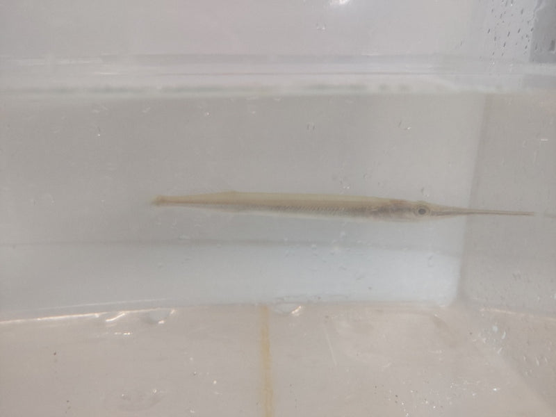 GREAT FLORIDIAN GAR 4 INCHES (Lepisosteus oculatus)
