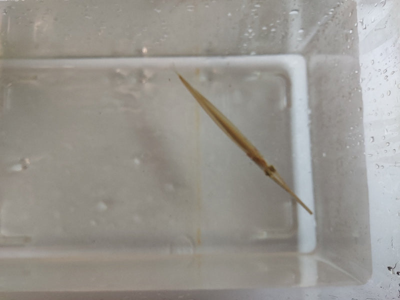 GREAT FLORIDIAN GAR 4 INCHES (Lepisosteus oculatus)