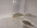 BEAUTIFUL WHITE LABRIDENS CICHLID 2 INCHES (Nosferatu pame)