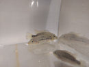 BEAUTIFUL WHITE LABRIDENS CICHLID 2 INCHES (Nosferatu pame)