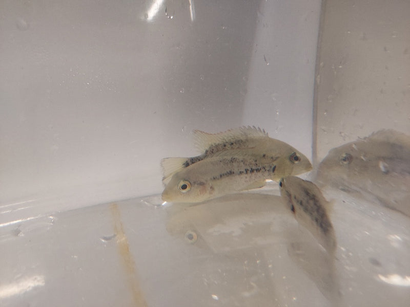 BEAUTIFUL WHITE LABRIDENS CICHLID 2 INCHES (Nosferatu pame)