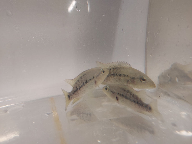 BEAUTIFUL WHITE LABRIDENS CICHLID 2 INCHES (Nosferatu pame)
