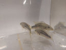 BEAUTIFUL WHITE LABRIDENS CICHLID 2 INCHES (Nosferatu pame)