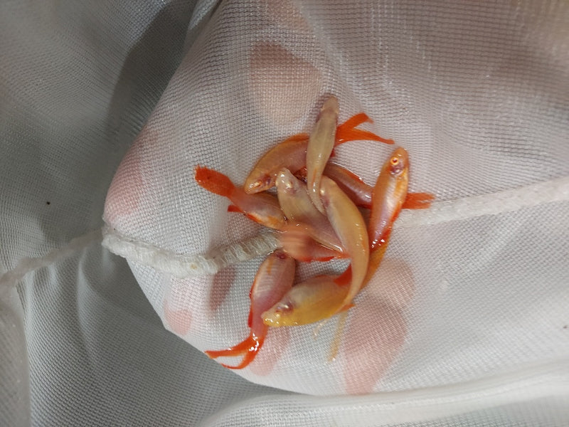 3 BEAUTIFUL ALBINO LONG FIN CHERRY BARB UNSEXED (Puntius titteya)