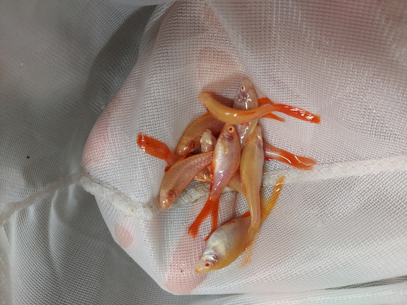 3 BEAUTIFUL ALBINO LONG FIN CHERRY BARB UNSEXED (Puntius titteya)