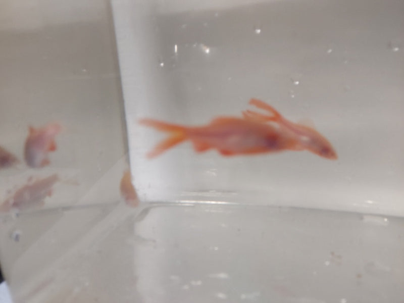 3 BEAUTIFUL ALBINO LONG FIN CHERRY BARB UNSEXED (Puntius titteya)