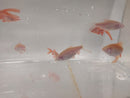 3 BEAUTIFUL ALBINO LONG FIN CHERRY BARB UNSEXED (Puntius titteya)
