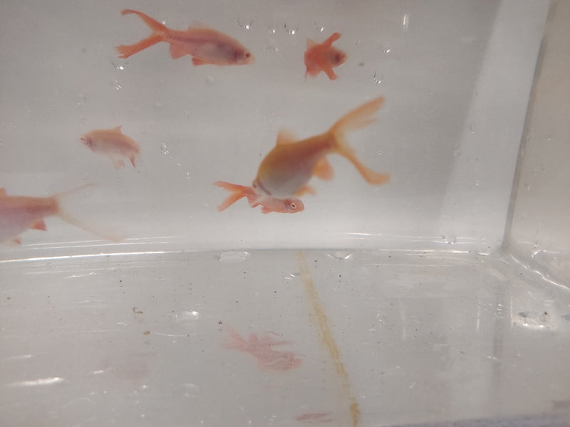 3 BEAUTIFUL ALBINO LONG FIN CHERRY BARB UNSEXED (Puntius titteya)
