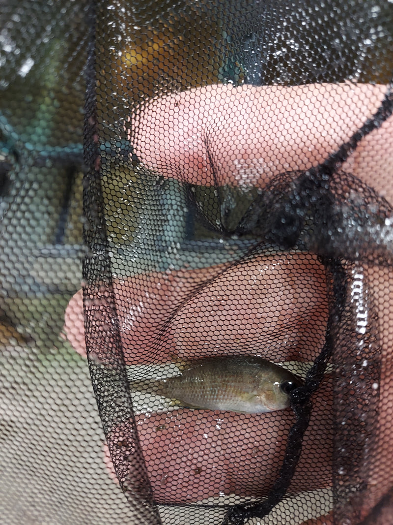 NICE RED PANAMENSIS 1.5 INCHES UNSEXED  HARD TO FIND (Panamius panamensis)