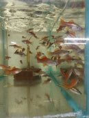 3 GORGEOUS NEON SWORDTAIL 1 MALE 2 FEMALE (Xiphophorus hellerii)