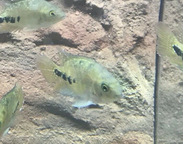 SYNSPILUM CICHLID 1.5 TO 2" (Vieja melanura)