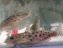 SYNODONTIS OCELLIFER 2"