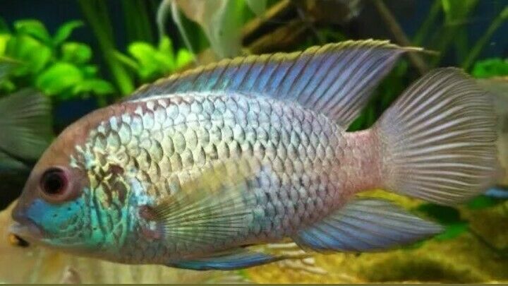 3 SOUTH AMERICAN CICHLIDS: HECKELII + ELECT BLUE ACARA+ GEOPH BRASILIENSIS