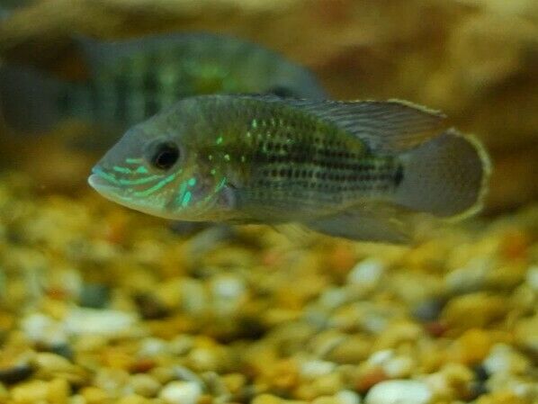 5 BEAUTIFUL GREEN TERROR CICHLID +1"