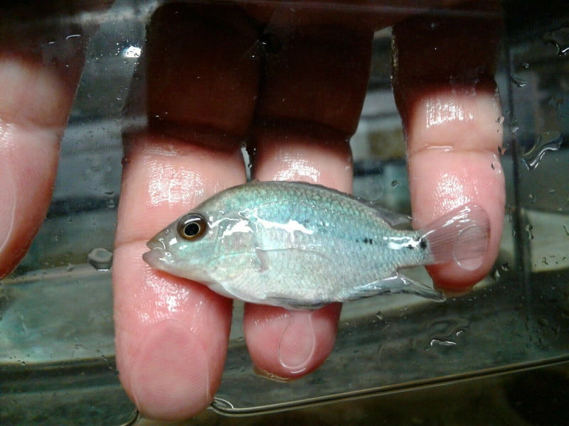 BLUE DIAMOND FLOWERHORN CICHLID  2.5"