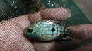 MARVELOUS ELECTRIC BLUE CARPINTIS CICHLID 1.5" to 2" INCHES
