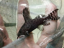 SYNODONTIS EUPTERUS 3/4 TO 1"
