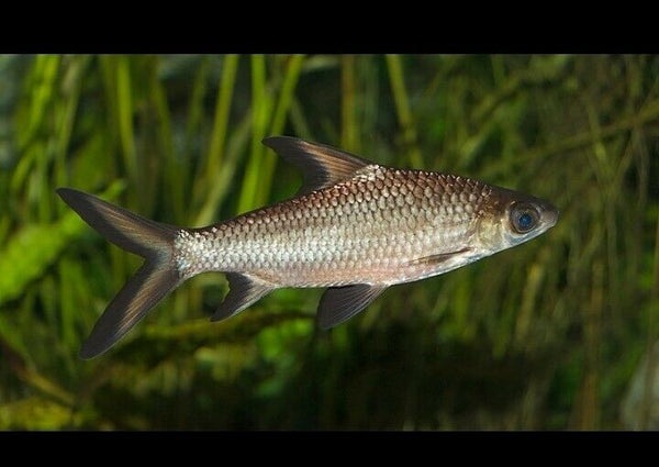 BALANTIOCHEILOS MELANOPTERUS 2" BALASHARK