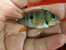2 CENTRAL AMERICAN CICHLIDS 1.5"  THORICH AUREUS + ELECTRIC BLUE CARPINTIS