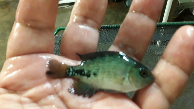 3 CENTRAL AMERICAN CICHLIDS: SYNSPILUM+ E.B. CARPINTIS + MANAGUENSE