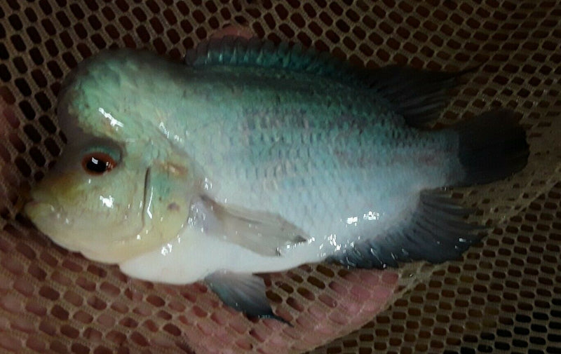BLUE DIAMOND FLOWERHORN CICHLID 4"