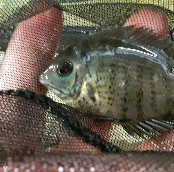 RAINBOW SEVERUM 2.5"