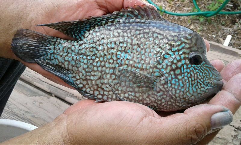 ELECTRIC BLUE CARPINTIS CICHLID 2.5"