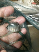 RAINBOW SEVERUM CICHLID 1" UNSEXED