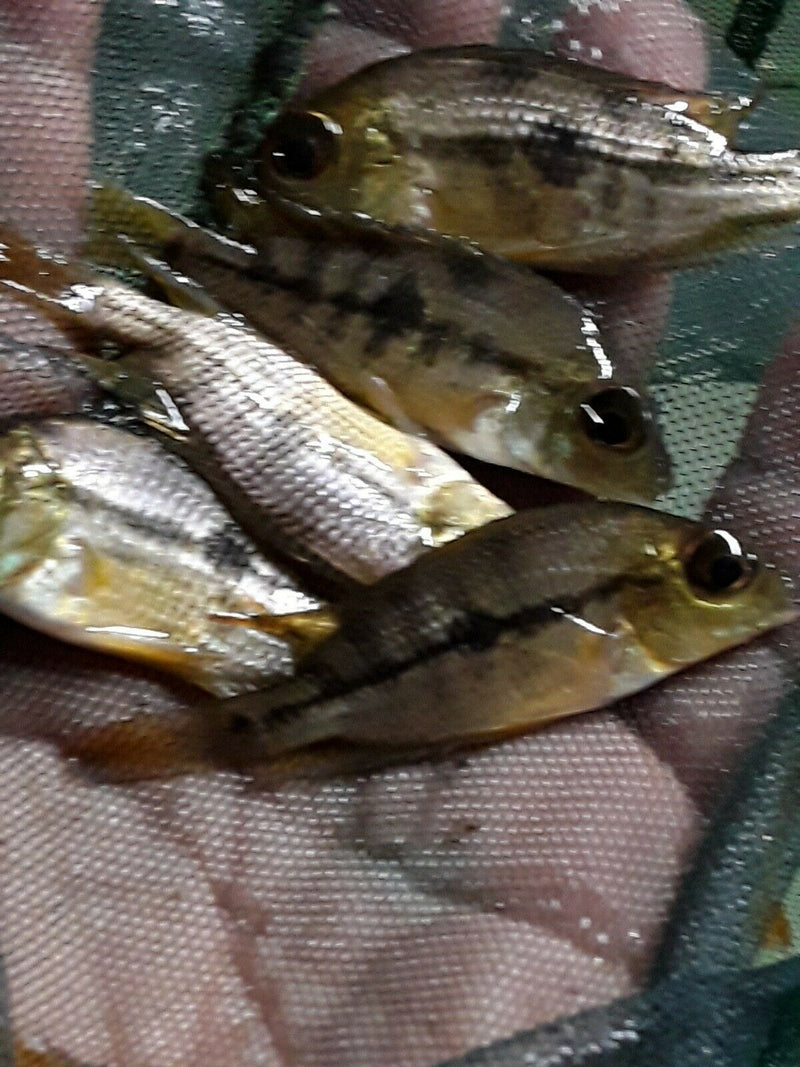 NICARAGUENSE CICHLID 1.5 TO 2"