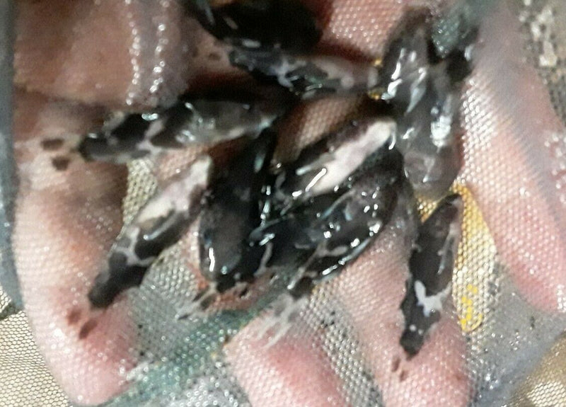 SYNODONTIS DECORUS 1 TO 1.5" HEAD TO TAIL