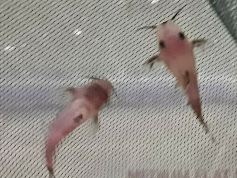 SYNODONTIS GOLD NIGRITA 1.75"
