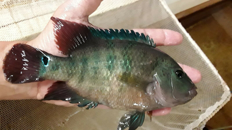 TRUE RED TERROR CICHLID 2.5"  UNSEXED  (Mesoheros Festae)