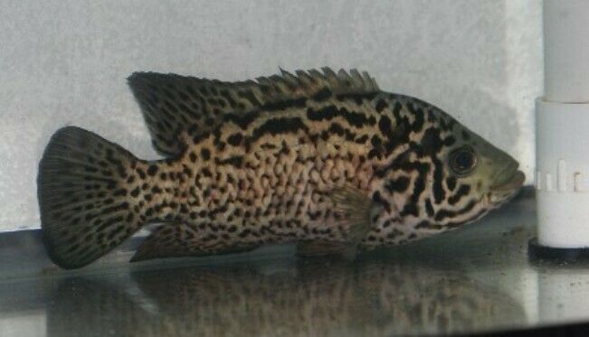 GREAT CUBAN CICHLID 1.5" (Nandopsis tetracanthus) UNSEXED