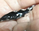 SYNODONTIS DECORUS 1" HEAD TO TAIL