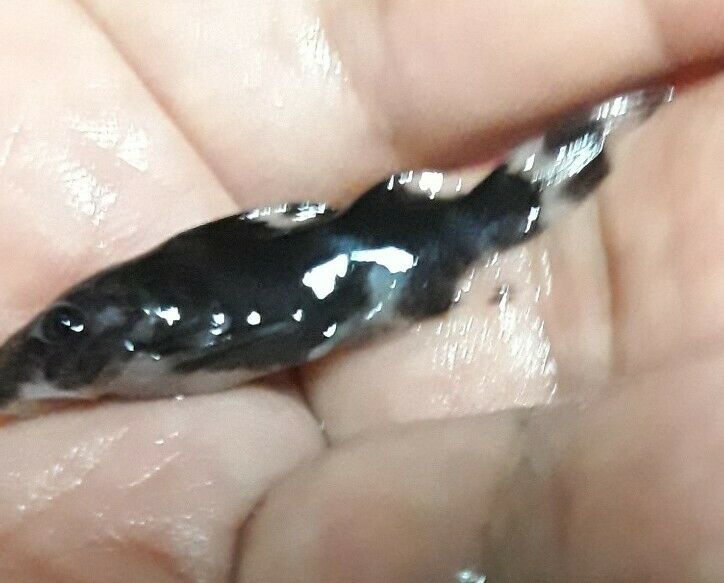 SYNODONTIS DECORUS 1 TO 1.5" HEAD TO TAIL