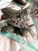 SYNODONTIS OCELLIFER 2"