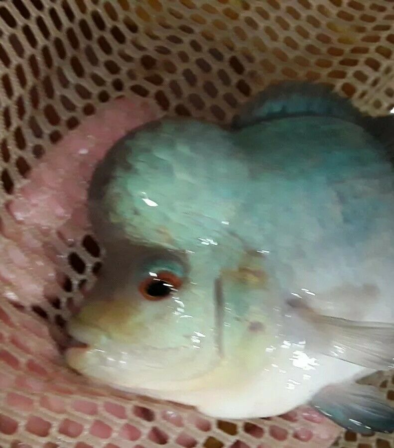 BLUE DIAMOND FLOWERHORN CICHLID 4"